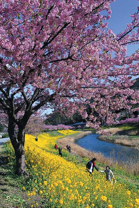 写真：川沿いに広がる菜の花と河津桜