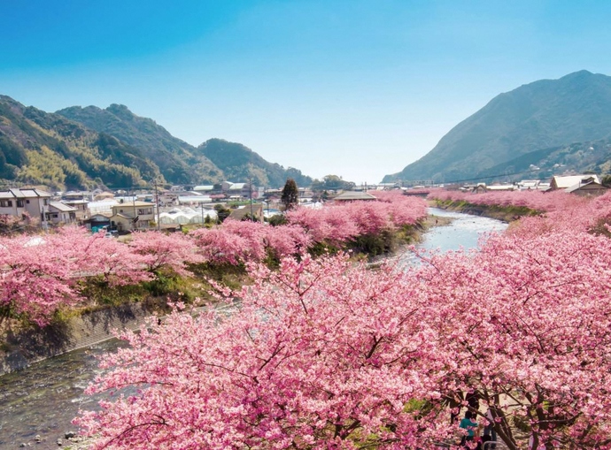 写真：河津川沿いの桜