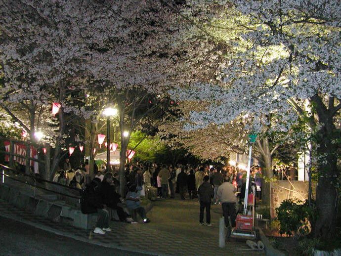写真：夜桜と花見客