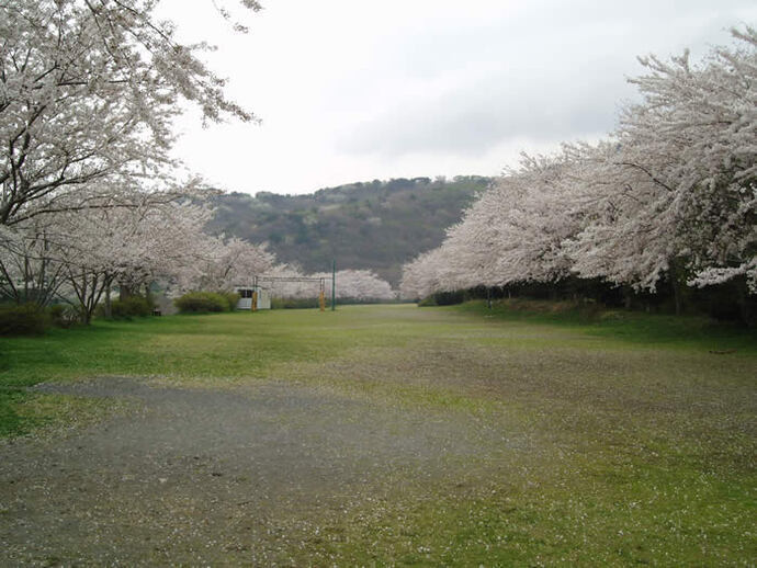 写真：クロスカントリーコースの桜