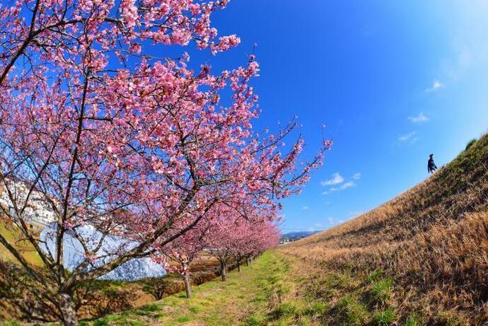 写真：堤防沿いの桜