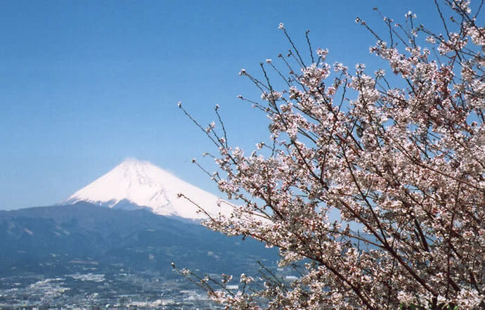 写真：桜と富士山