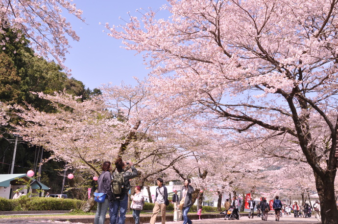 島田市家山の桜開花写真
