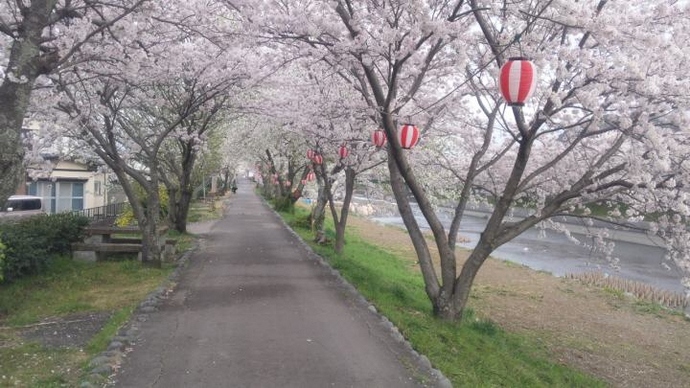 島田市大津谷川桜堤防の桜開花写真