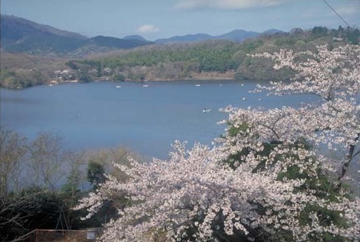写真：湖と桜