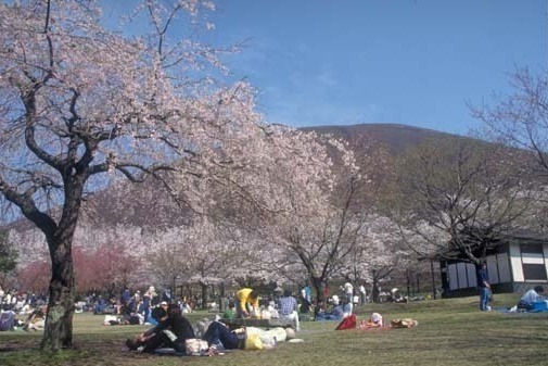 写真：桜と花見客