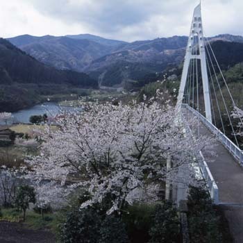 写真：橋と桜