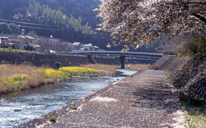 写真：川沿いの桜と桜吹雪