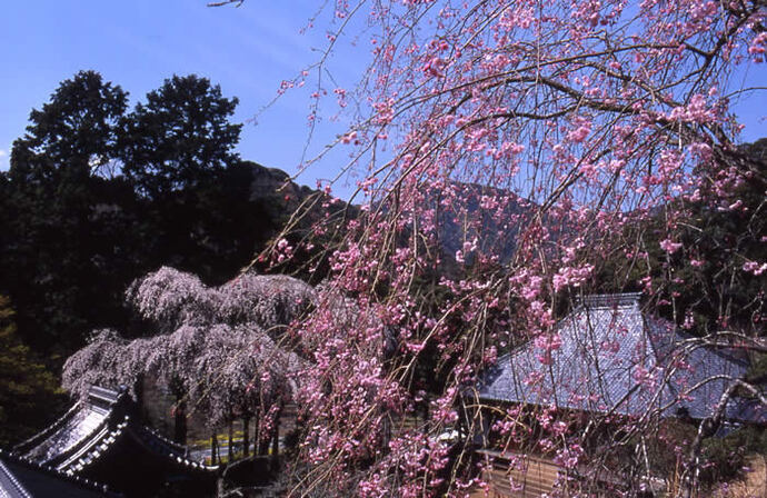 写真：報本寺と枝垂れ桜