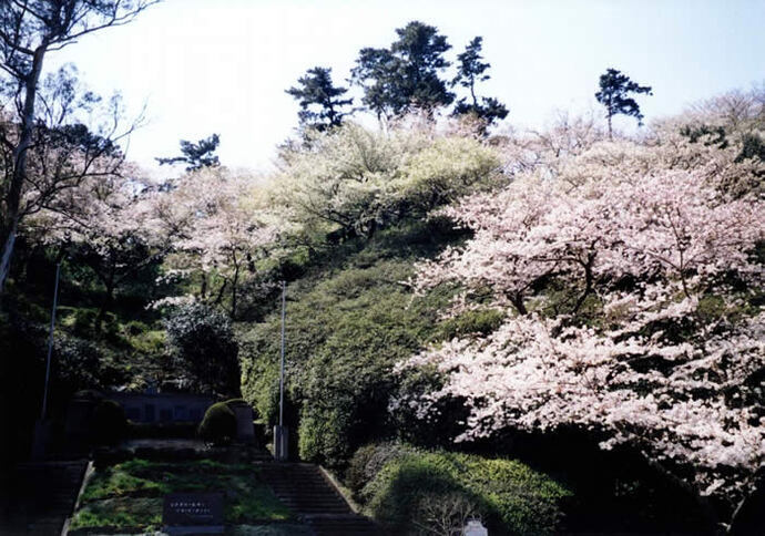 写真：公園内の桜