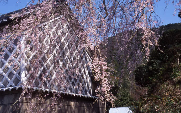 写真：城址の枝垂桜