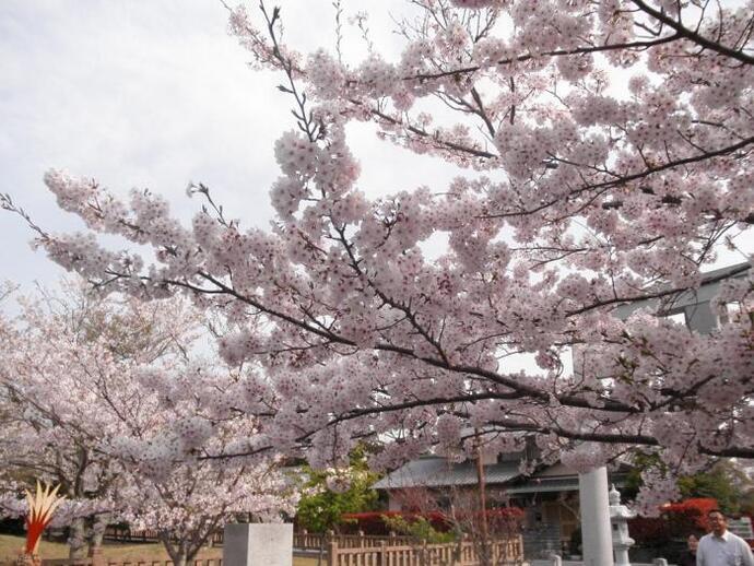 写真：公園の桜