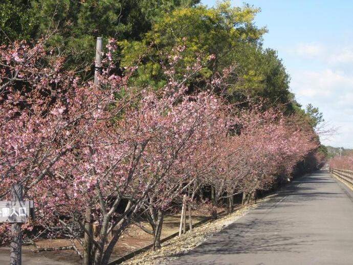 写真：道沿いの桜