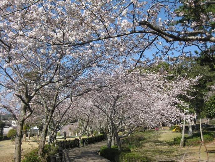 写真：公園の桜