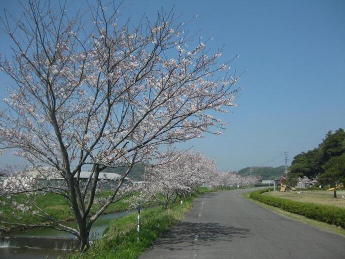 写真：川沿いの桜並木