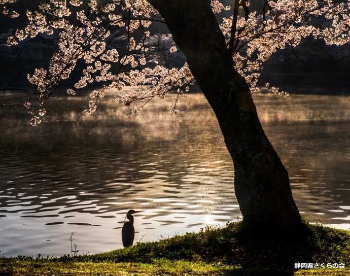 写真：特選桜の風景