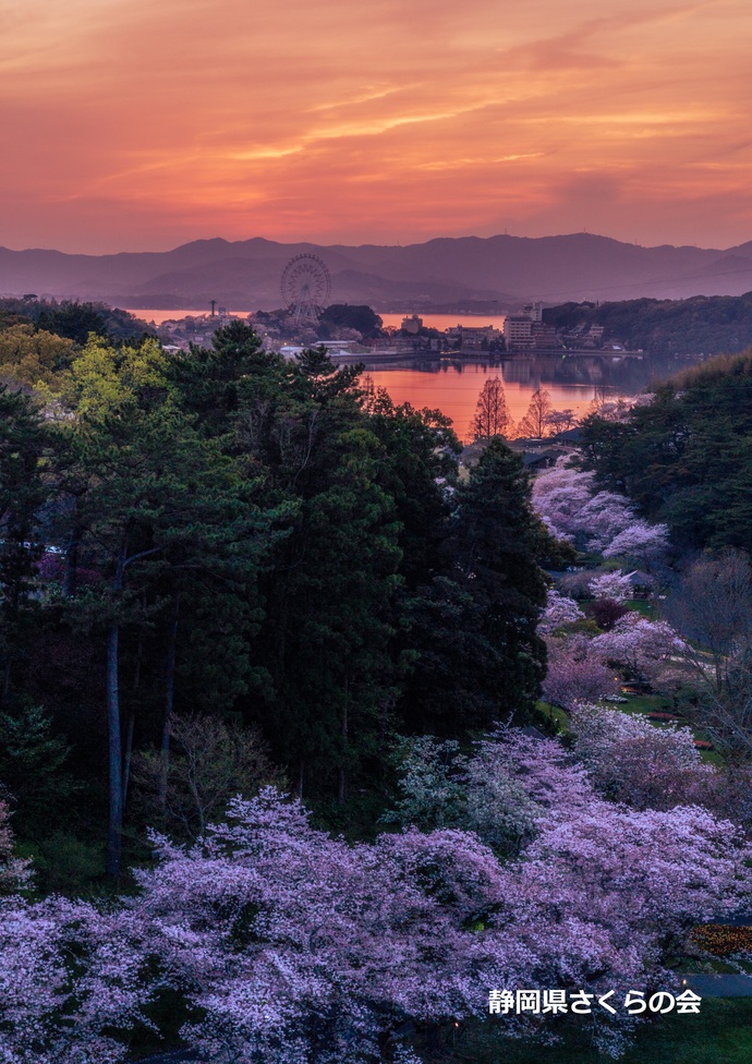 写真:入選1桜の風景