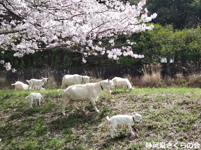写真:入賞2桜の風景