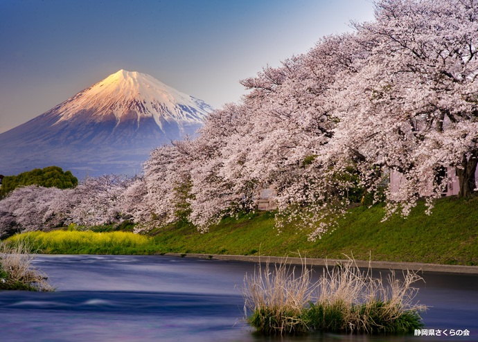 写真:入選4富士山と桜
