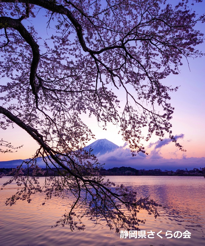 写真:入選5富士山と桜