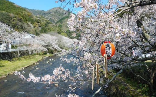 松崎町大沢温泉の桜開花写真