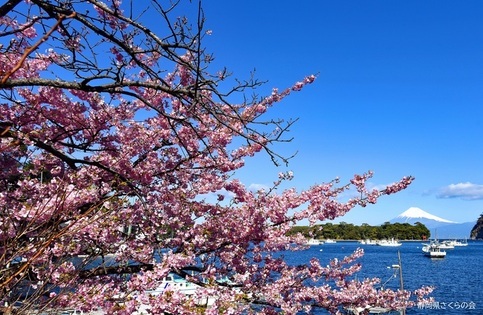 写真：富士山と桜部門入選4