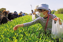 写真:お茶摘み体験(吉田町)