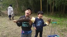 写真:竹林でタケノコ掘り体験(裾野市)