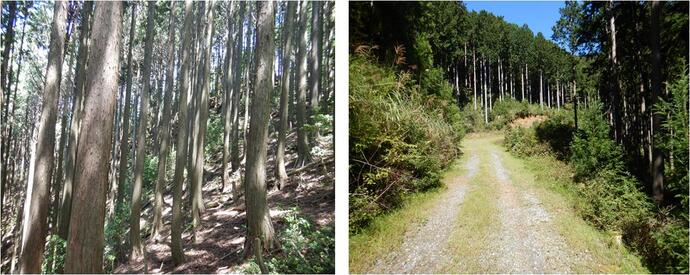 秋葉山県有林