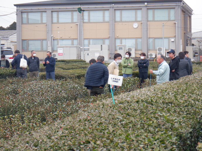 新品種のほ場を見学している様子