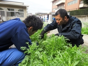 作業学習　野菜の管理