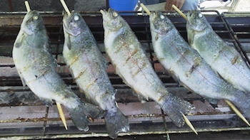 写真：串に刺さった魚の塩焼き