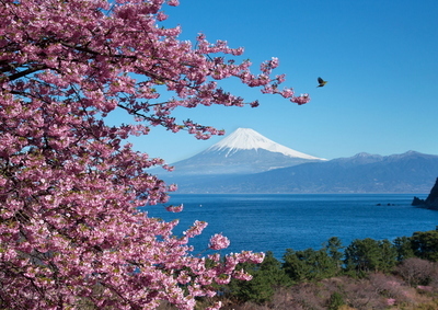 画像:春2