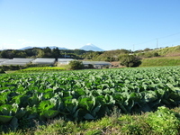 圃場の様子