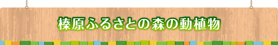 榛原ふるさとの森の動植物