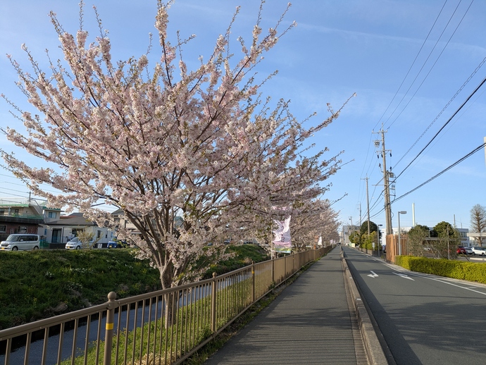 写真：芳川蒲ザクラ堤