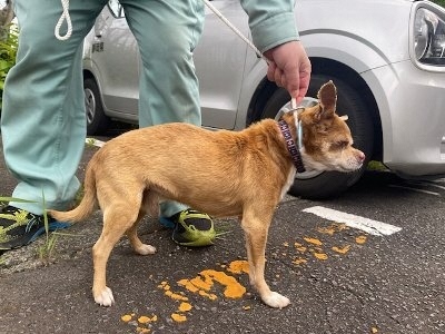 犬横向き