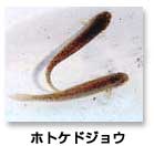 淡水魚の写真
