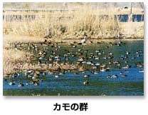カモの写真