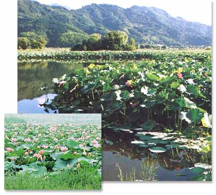 麻機湿原の写真