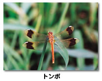 昆虫の写真