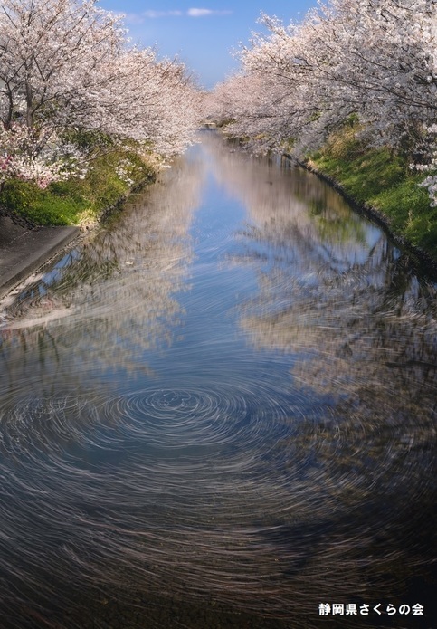 写真：桜の風景部門特選