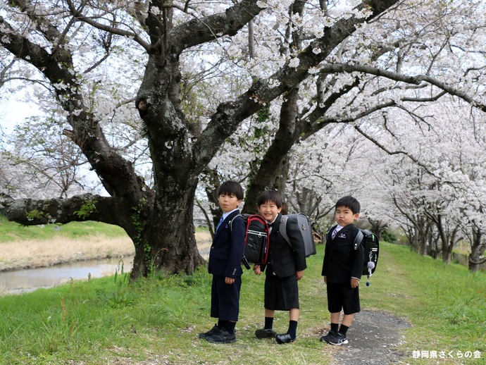 写真：桜の風景部門準特選