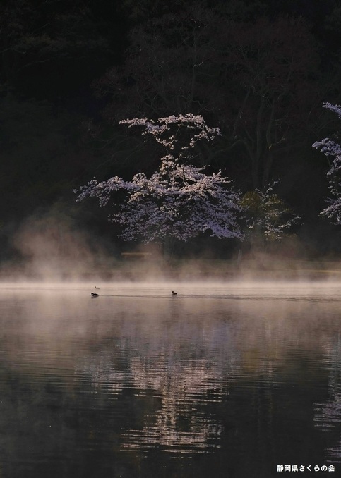 写真：桜の風景部門準入選