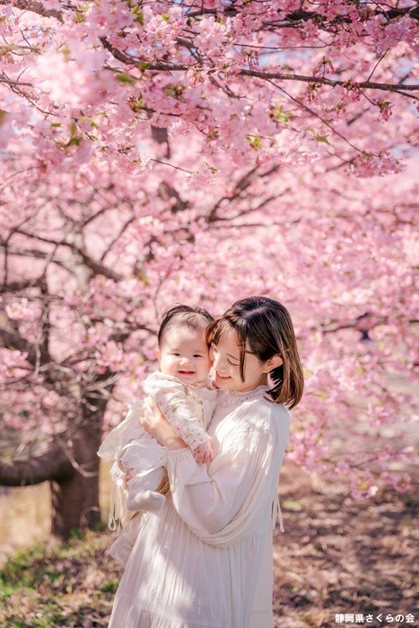 写真：桜の風景部門入選2