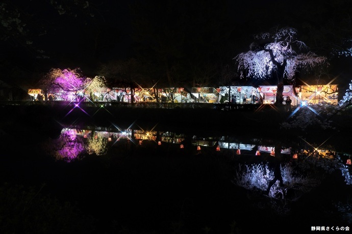 写真：桜の風景部門入選3
