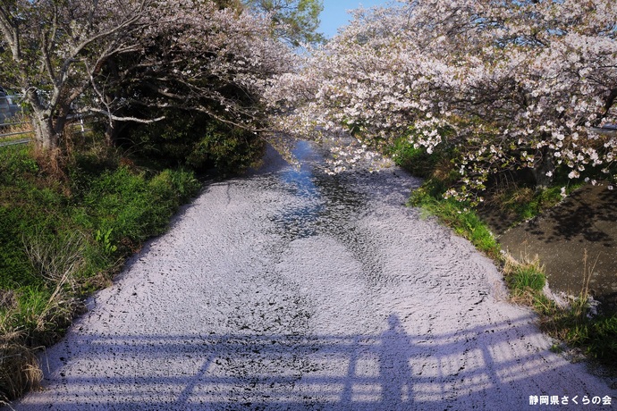 写真：桜の風景部門入選4