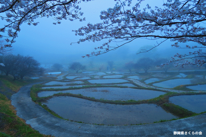 写真：桜の風景部門入選5