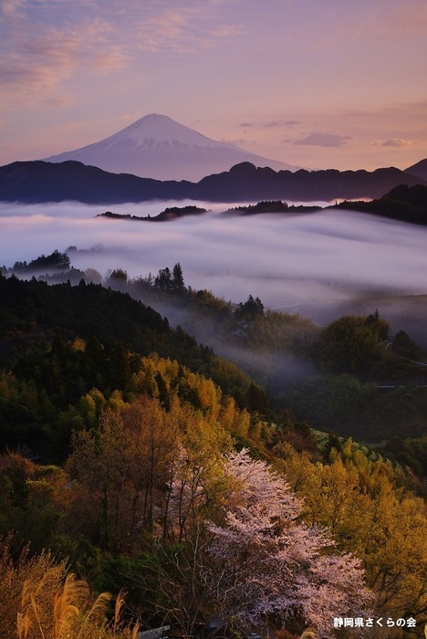 写真：富士山と桜部門特選