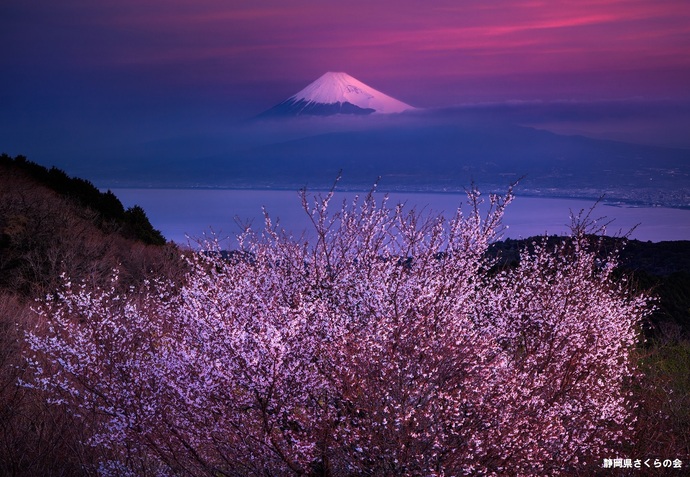 写真：富士山と桜部門準特選